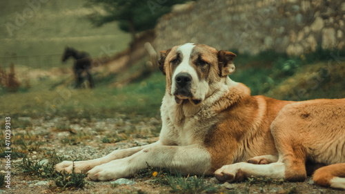 puppy in the farm