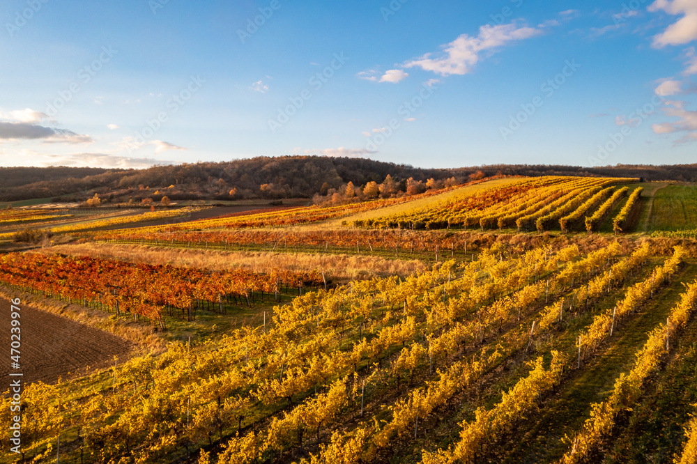 Vineyards fields in the Austrian Weinviertel region. Aerial view to the vineyards of Lower Austria.