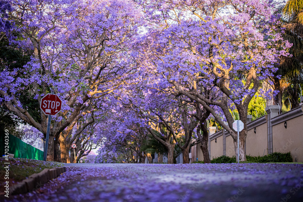 Naklejka premium Jacarandas Trees in Houghton, Johannesburg, South Africa, 2021