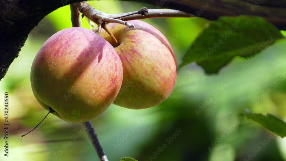 The Sweet and organic plums grown at Fu Shou Shan Farm mountain in Taiwan The Sweet and organic plums grown at Fu Shou Shan Farm mountain in Taiwan