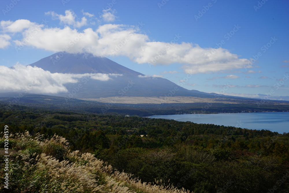 Autumn view with Japanese Pampas Grass or Susuk over Mt. Fuji in Yamanashi, Japan - 日本 山梨県 秋の景色 富士山 山中湖 Autumn view with Japanese Pampas Grass or Susuk over Mt. Fuji in Yamanashi, Japan - 日本 山梨県 秋の景色 富士山 山中湖