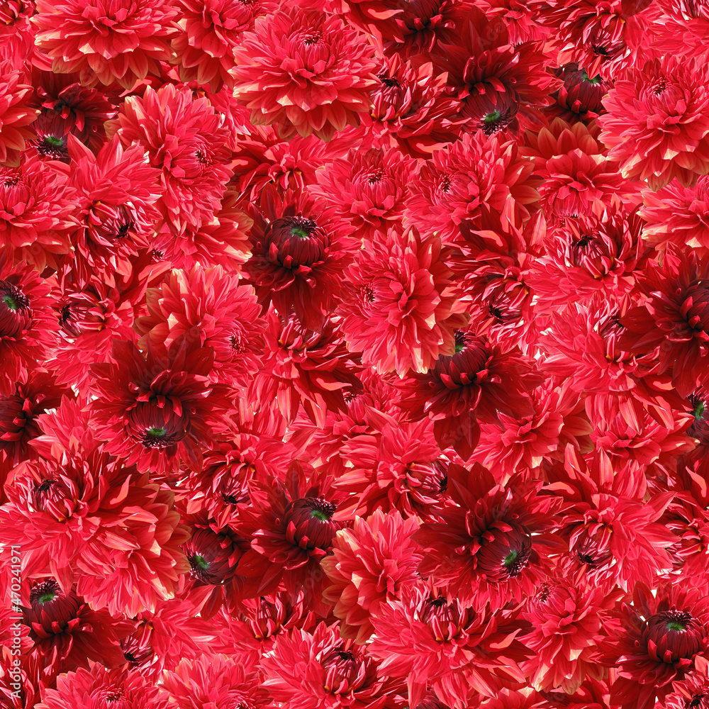 Dahlia red flowers seamless pattern. Beautiful red dahlia flowers. 