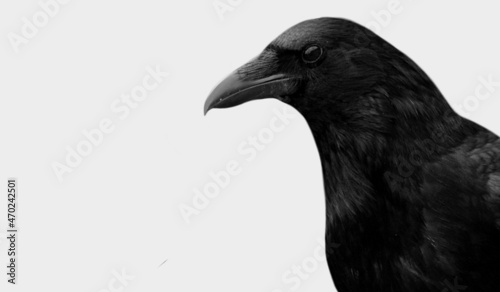 Photo Dark Black Crow Closeup Face
