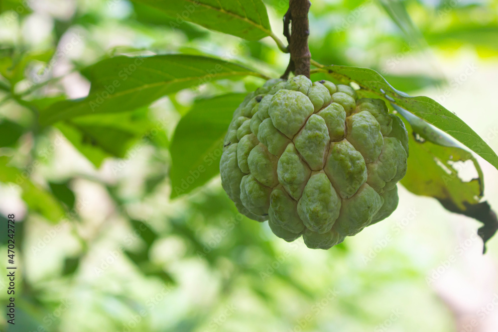 Sugar Apple or Custard Apple hanging on branch ready for harvesting. Sugar Apple or Custard Apple hanging on branch ready for harvesting.
