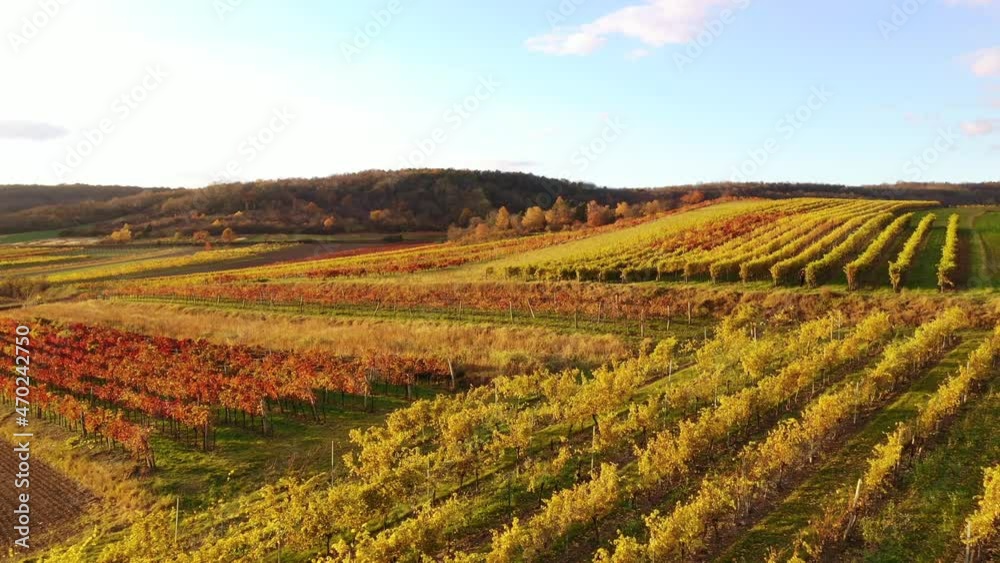 Vineyards fields in the Austrian Weinviertel region. Aerial view to the vineyards of Lower Austria during autumn. Vineyards fields in the Austrian Weinviertel region. Aerial view to the vineyards of Lower Austria during autumn.