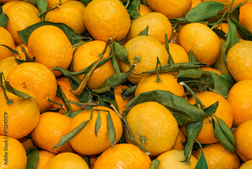 tangerine fruit background green dutch greenhouse street
