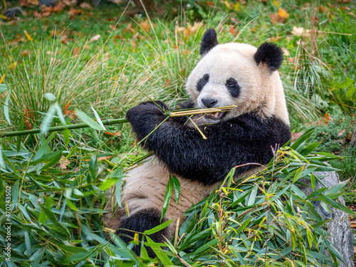 Fototapeta Naklejka Na Ścianę i Meble -  Cute Panda Life in Park with close up view during eating