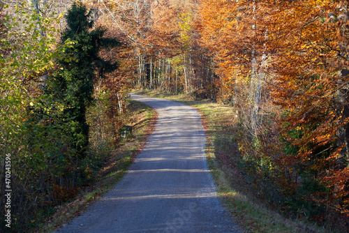 Scenic panoramic landscape with gravel rural road and forest on a sunny autumn day. Photo taken November 12th, 2021, Zurich, Switzerland.