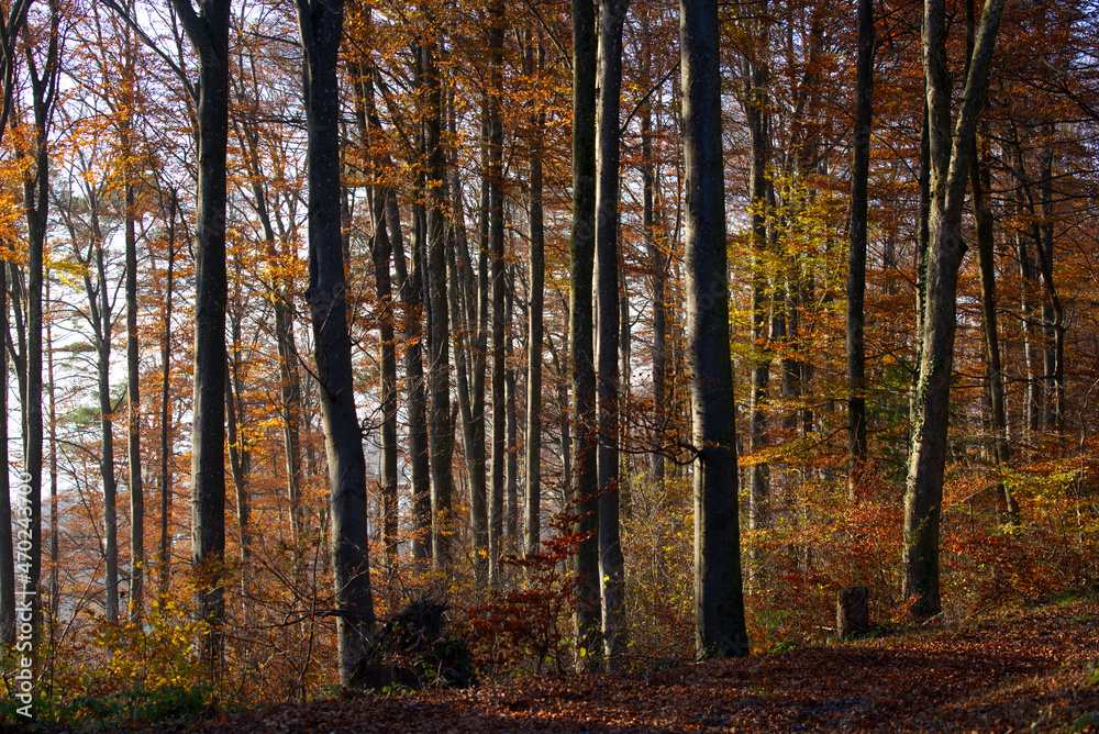 Scenic autumn scene with trees and forest at region Uetliberg Albis, Canton Zürich, on a sunny and foggy autumn afternoon. Photo taken November 12th, 2021, Zurich, Switzerland. Scenic autumn scene with trees and forest at region Uetliberg Albis, Canton Zürich, on a sunny and foggy autumn afternoon. Photo taken November 12th, 2021, Zurich, Switzerland.