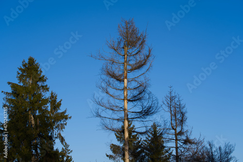 Beautiful autumn tree at local mountain Uetliberg on a sunny afternoon. Photo taken November 12th, 2021, Zurich, Switzerland. photo