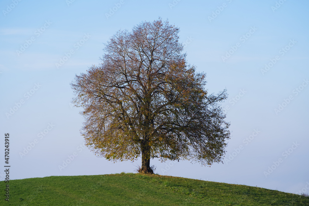 Single beautiful autumn tree on a hill on a sunny autumn day with foggy background. Photo taken November 12th, 2021, Zurich, Switzerland.