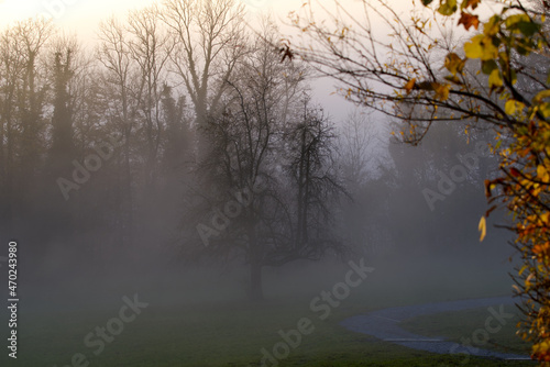 Scenic landscape with trees and forest at Ringlikon, Canton Zürich, on a sunny and foggy autumn evening. Photo taken November 12th, 2021, Zurich, Switzerland.