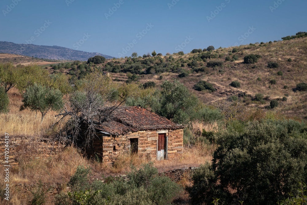 House in ruins in an olive and almond orchard in Portugal. Douro Valley.