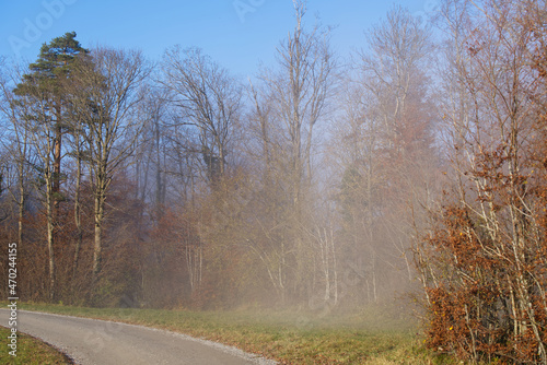 Scenic autumn scene with trees and forest at region Uetliberg Albis, Canton Zürich, on a sunny and foggy autumn afternoon. Photo taken November 12th, 2021, Zurich, Switzerland.