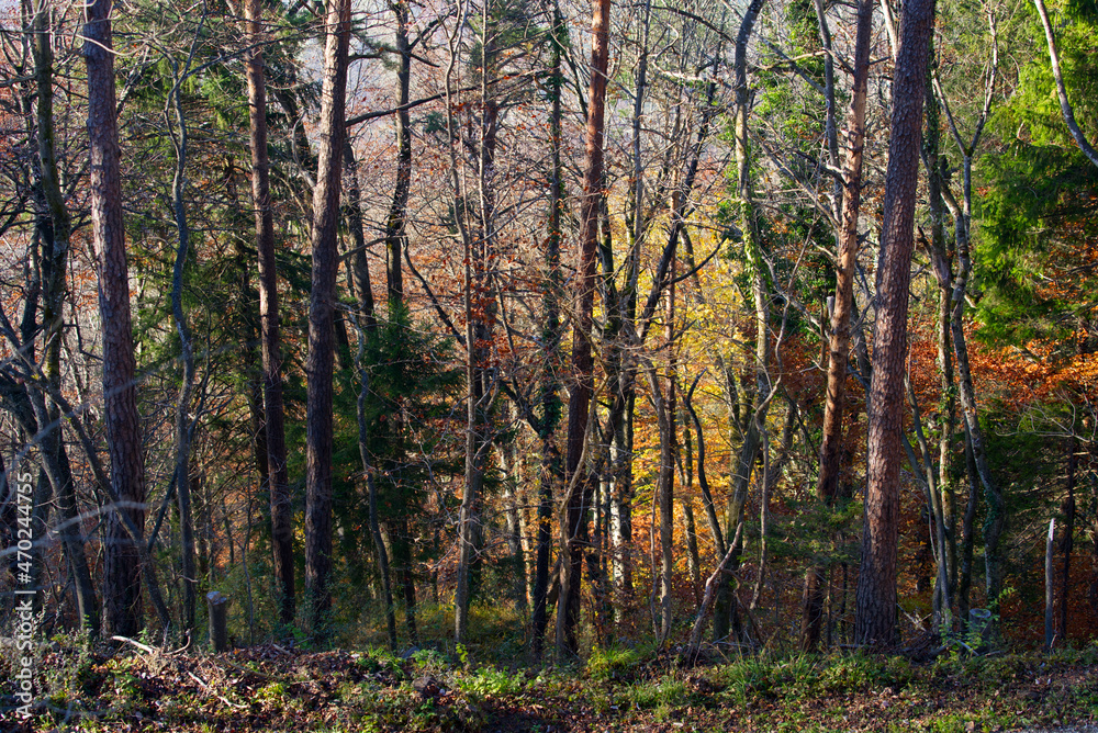 Fototapeta premium Scenic autumn scene with trees and forest at region Uetliberg Albis, Canton Zürich, on a sunny and foggy autumn afternoon. Photo taken November 12th, 2021, Zurich, Switzerland.