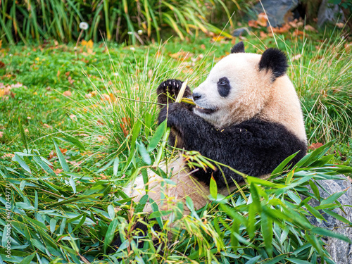 Cute Panda Life in Park with close up view during eating © Wolfgang Hauke