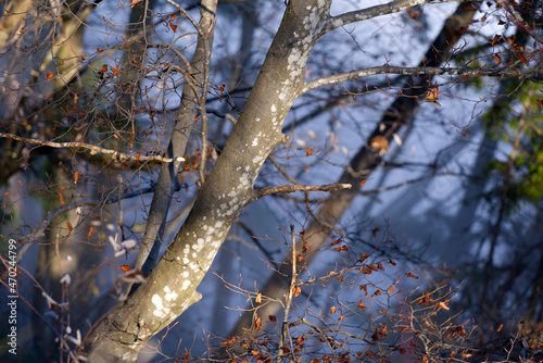 Beautiful autumn tree at local mountain Uetliberg on a sunny afternoon. Photo taken November 12th, 2021, Zurich, Switzerland. photo