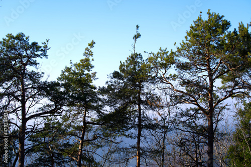 Scenic autumn scene with trees and forest at region Uetliberg Albis, Canton Zürich, on a sunny and foggy autumn afternoon. Photo taken November 12th, 2021, Zurich, Switzerland.