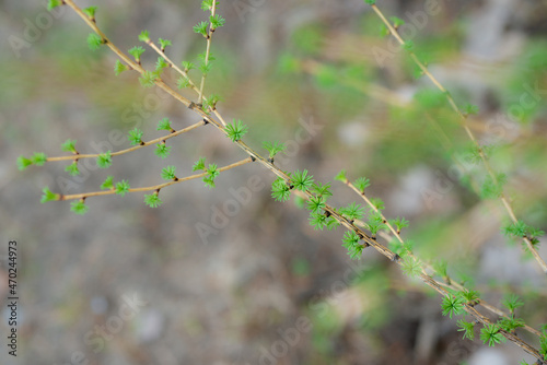 Young Spring green buds on the tree branches. Springtime seasonal macro close up