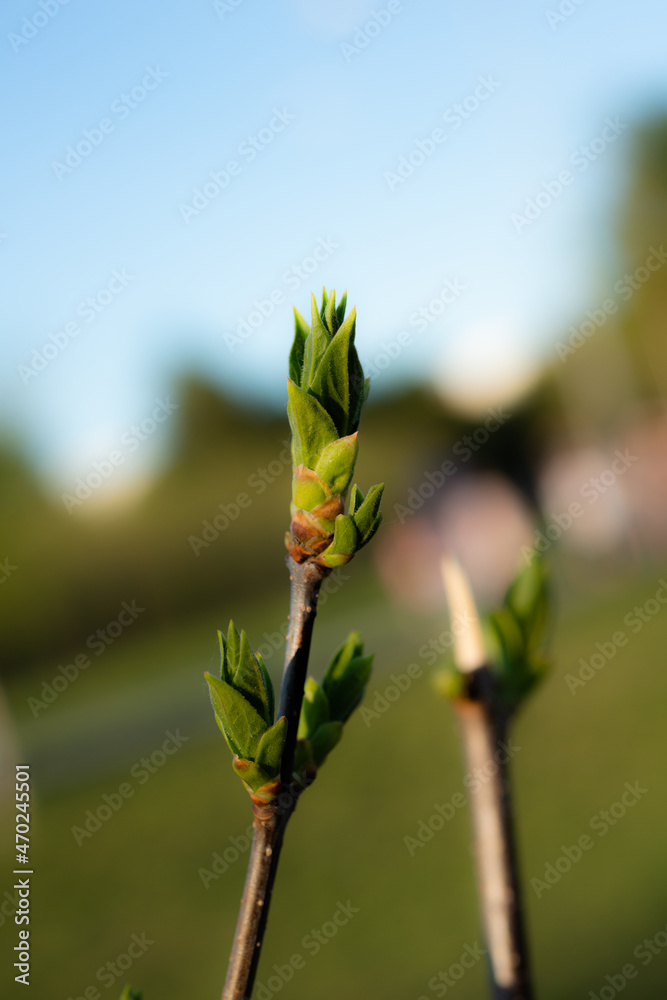 Young Spring green buds on the tree branches. Springtime seasonal macro close up Young Spring green buds on the tree branches. Springtime seasonal macro close up