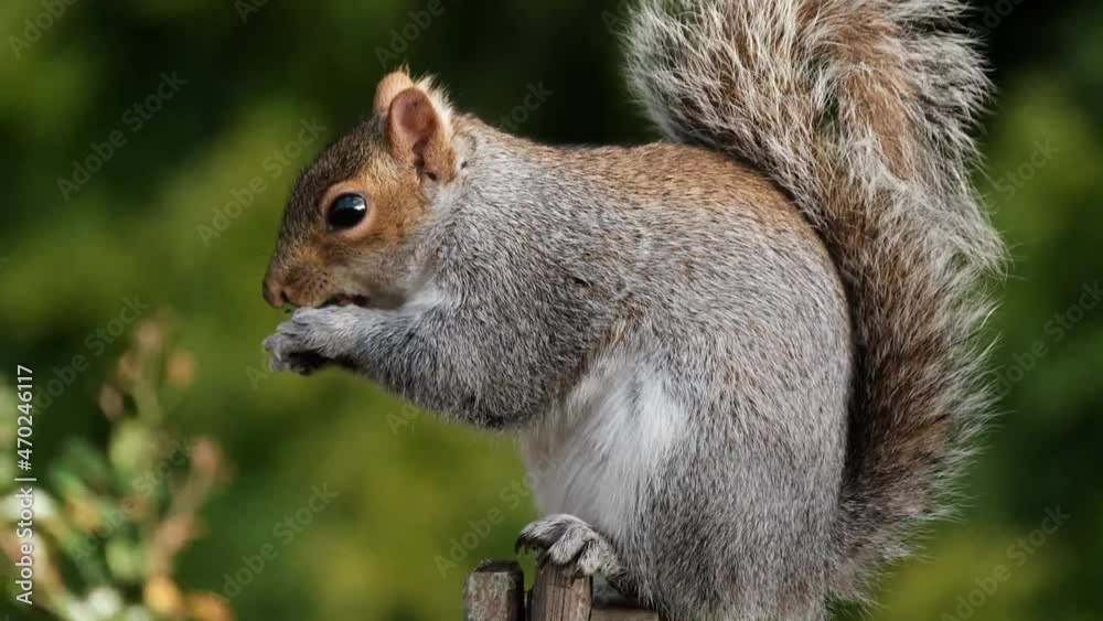 The eastern gray squirrel, also known as simply the grey squirrel, is a tree squirrel in the genus Sciurus. It is native to eastern North America. The eastern gray squirrel, also known as simply the grey squirrel, is a tree squirrel in the genus Sciurus. It is native to eastern North America.