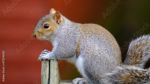 The eastern gray squirrel, also known as simply the grey squirrel, is a tree squirrel in the genus Sciurus. It is native to eastern North America. photo