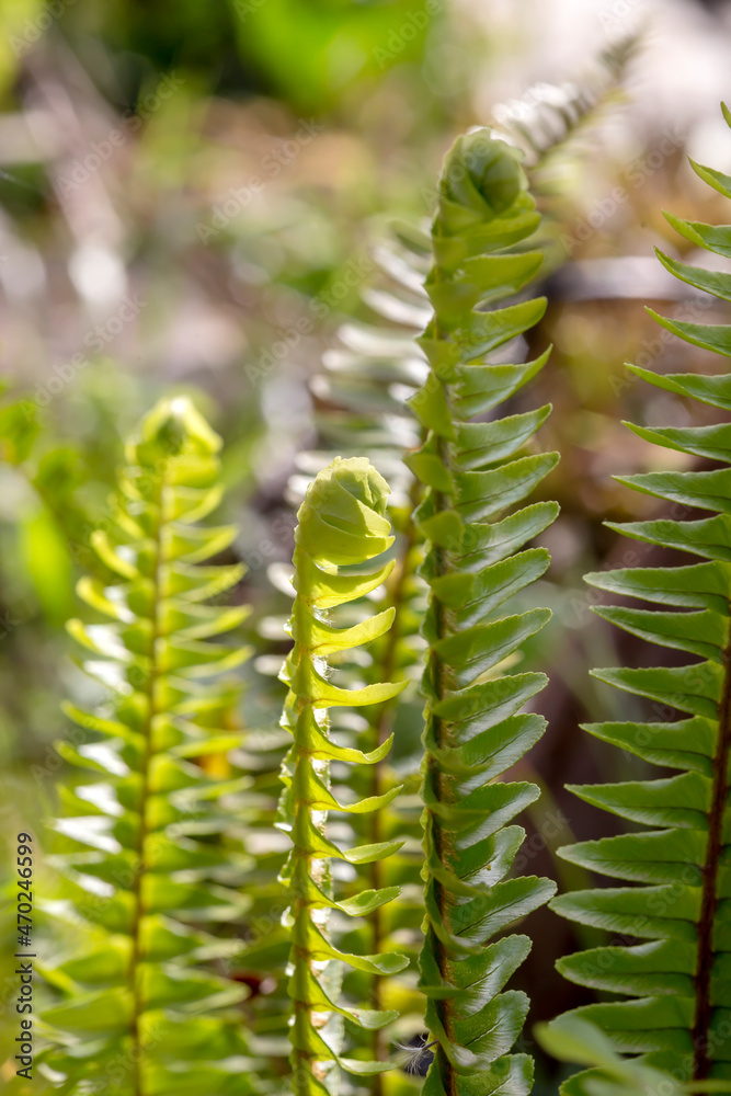 The fern (Polypodiophyta) grows in a flowerbed on a sunny spring day The fern (Polypodiophyta) grows in a flowerbed on a sunny spring day