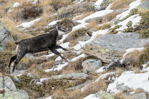 Chamois on run in the Alpine prairie  Rupiacapra rupicapra 