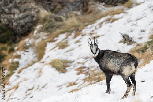 Fine art portrait of Chamois in the autumn season (Rupicapra rupicapra)