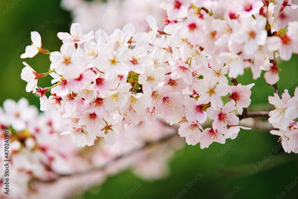 Obraz premium 春のお城の桜模様