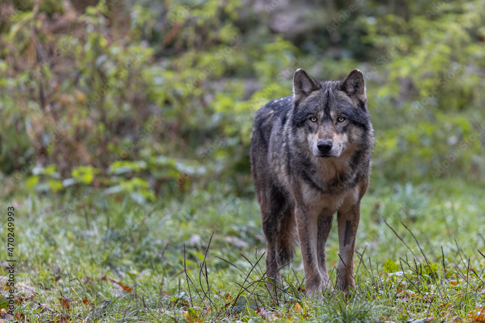 Fototapeta premium A grey wolf in the forest