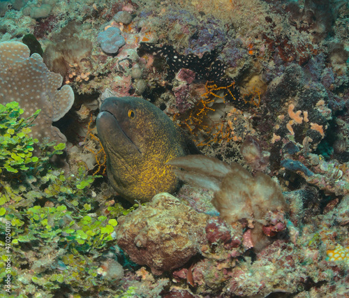 curious yellow edged moray eel peeking from hole in the coral reef watamu  kenya