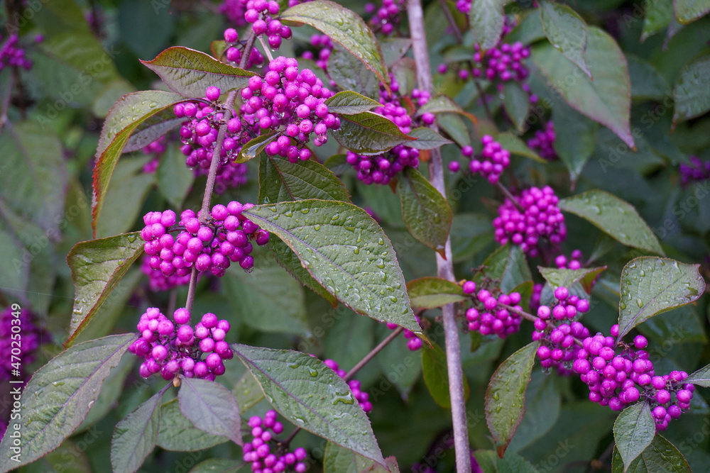 Callicarpa japonica or Japanese beautyberry branch with leaves and large clusters purple berries with drops of rain close up. Callicarpa japonica or Japanese beautyberry branch with leaves and large clusters purple berries with drops of rain close up.