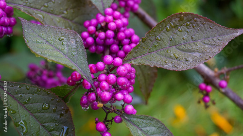 Callicarpa japonica or Japanese beautyberry branch with leaves and  large clusters purple berries with drops of rain close up.