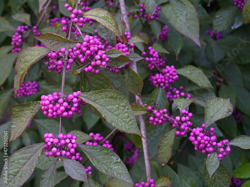 Callicarpa japonica or Japanese beautyberry branch with leaves and  large clusters purple berries with drops of rain close up.