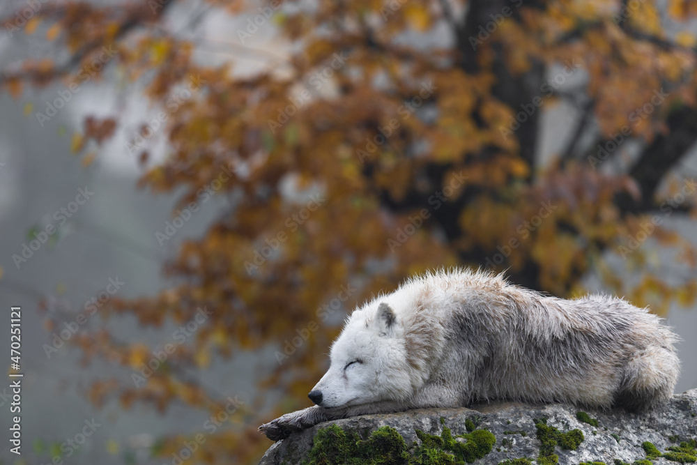 Arctic wolf resting in a forest