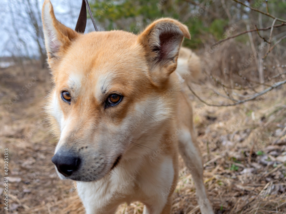 Beautiful ginger dog, close-up portrait of red male walking in a forest. Winter time. . Copy space Beautiful ginger dog, close-up portrait of red male walking in a forest. Winter time. . Copy space