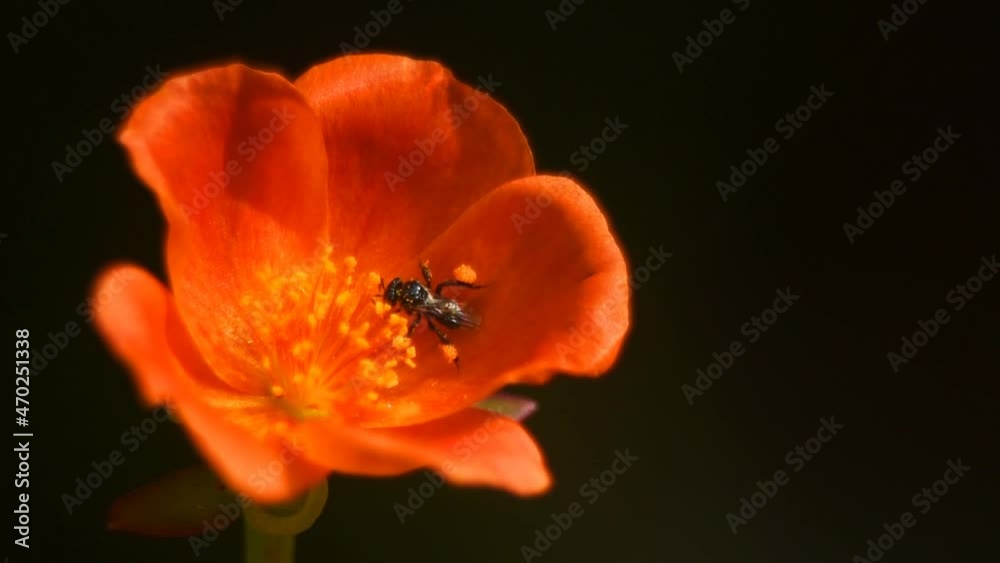 Small Bee Pollinating in Orange Flower Small Bee Pollinating in Orange Flower