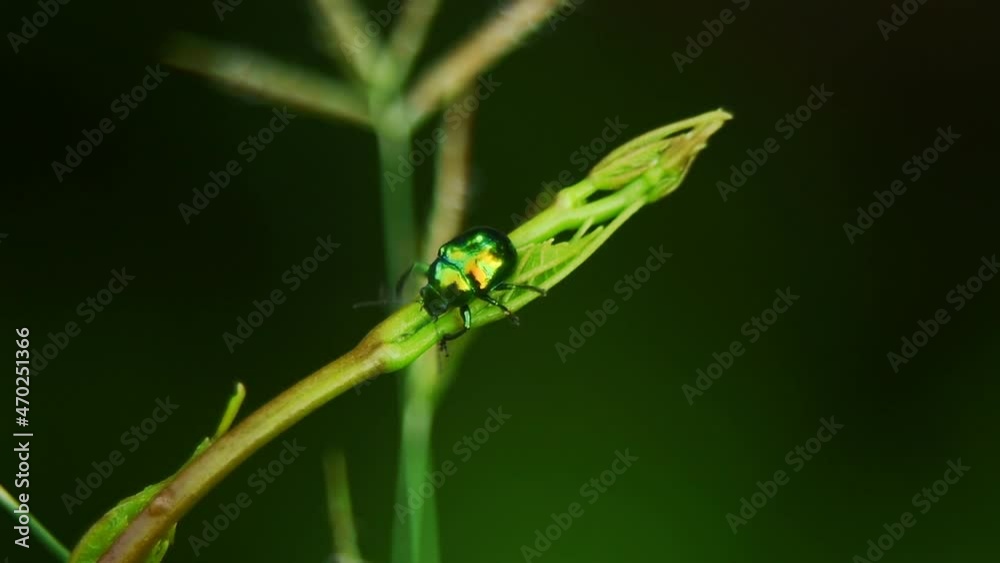 Close Up of Green Metallic Beetle on Leaf
