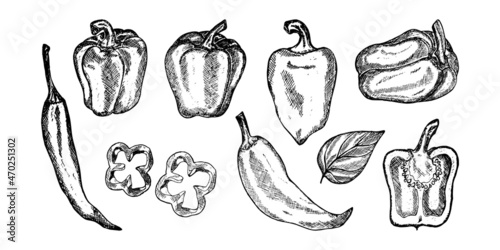 Pepper hand drawn set. Fresh organic vegetable, hot pepper in engraved style. Detailed food drawing.