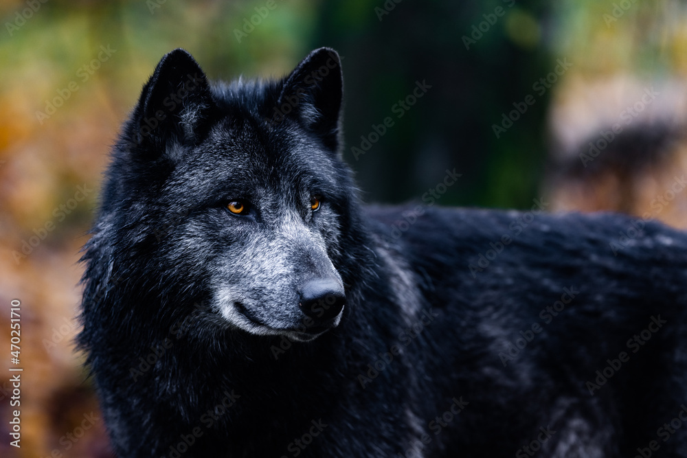 A black wolf in the forest