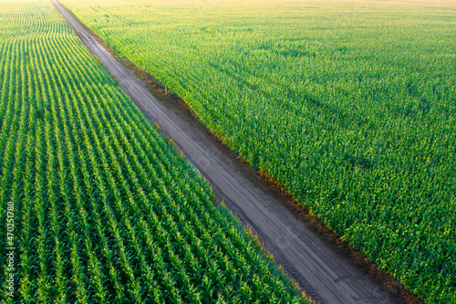 Field with young juicy corn. Top view.