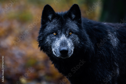 A black wolf in the forest