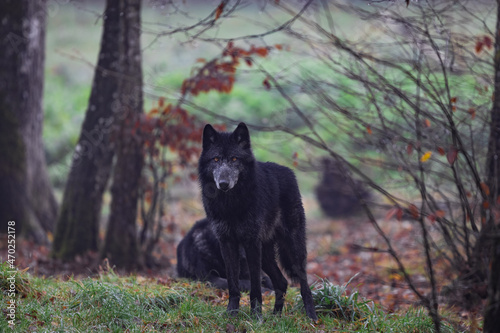 Obraz na płótnie A black wolf in the forest w salonie