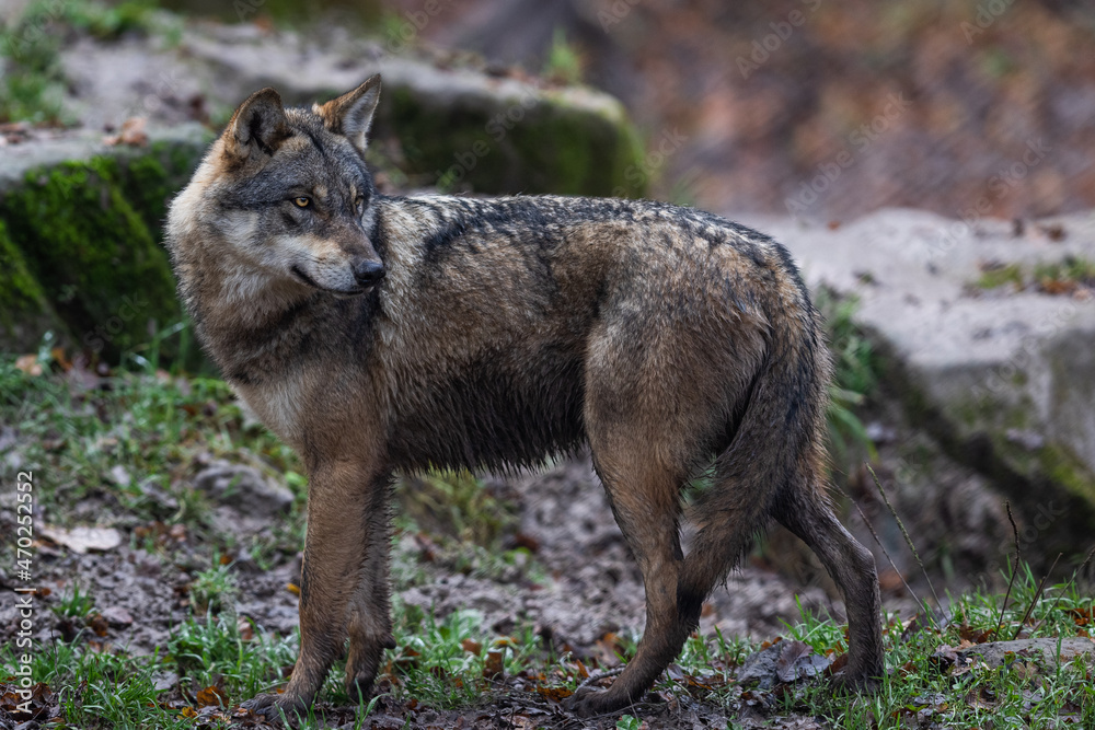 Obraz premium A grey wolf in the forest