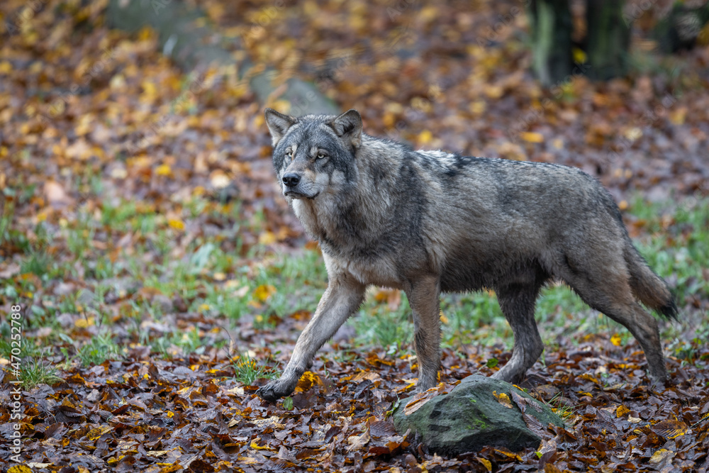 Obraz premium A grey wolf in the forest