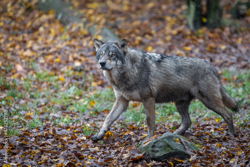 A grey wolf in the forest © AB Photography