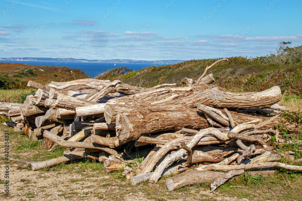 Coupe d'arbres en front de mer Coupe d'arbres en front de mer