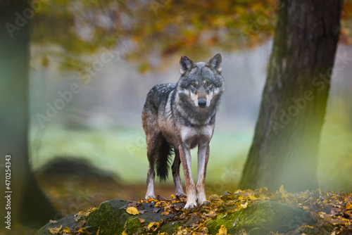 A grey wolf in the forest