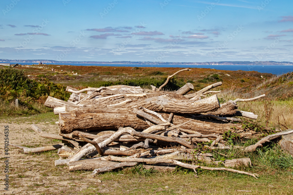 Coupe d'arbres en front de mer Coupe d'arbres en front de mer